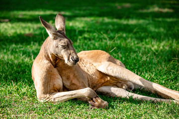 Kangaroos and wallabies at the santuary, Queensland, Australia