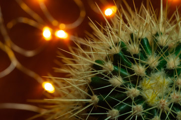 Green cactus with long thorns. Closeup, macro view, blurred background