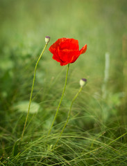 red poppy in the field
