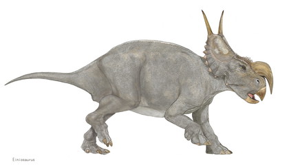 エイニオサウルス　白亜紀の恐竜　角竜類　トリケラトプスやカスモサウルス類よりも原始的なセントロサウルスの仲間である。鼻先の角が大きく下にねじ曲がったような一本の角を持つ襟飾りにはやや平板な2本の突起がある。角竜類としては中型であるが、異様で個性的な風貌からトリケラトプスとは違った魅力がある。