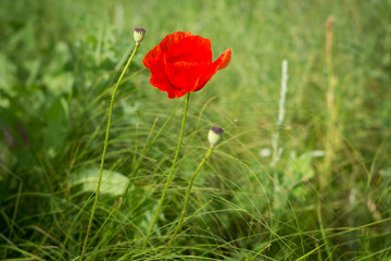 red poppy in the field