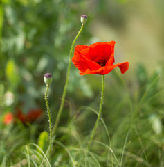 red poppy in the field