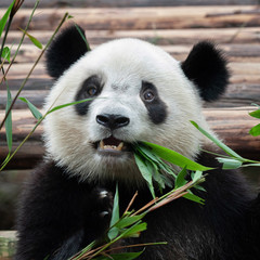 Fototapeta premium Cute giant panda bear posing for camera
