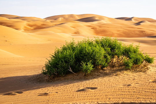 beautiful Liwa desert View with cloudy sky, Liwa desert, Moreeb dunes Liwa, Liwa motor festival, empty quarter