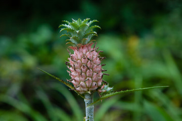 Ornamental pineapple fruit growing in the tropical Jungle of Thailand