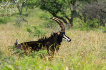 Sable antelope on the grass looking at camera.