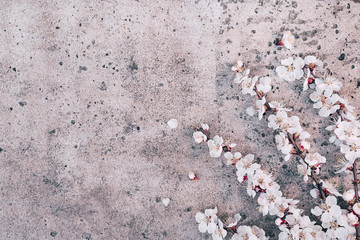 twigs with white flowers on a concrete background. spring background