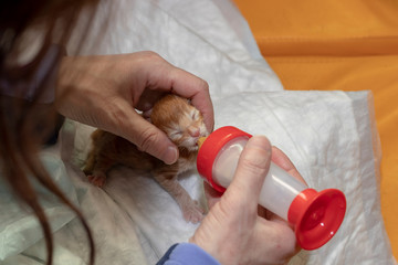 Artificial feeding of a newborn Maine Coon kitten. A woman feeds a kitten with formula from a bottle. A blind cat drinks milk from a bottle and sucks a pacifier