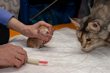 Artificial feeding of a newborn kitten using a gastric tube. A safe way to first feed kittens. A woman with a syringe through a tube injects milk mixture into a newborn cat.