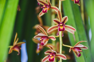 Fototapeta premium pink orchid on green