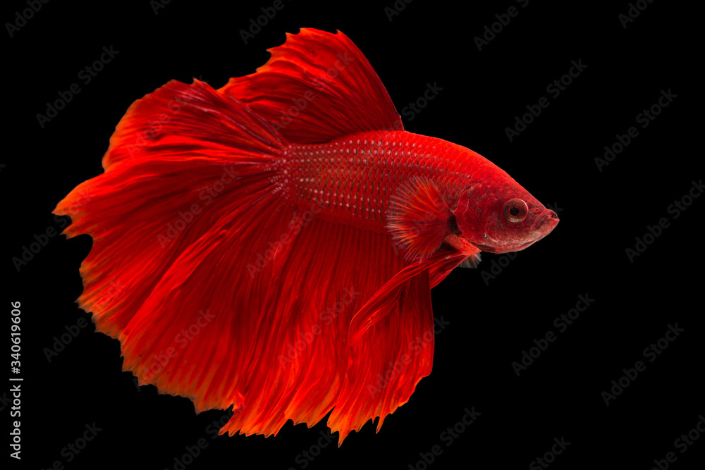 Wall mural Rhythmic of Betta fish,Siamese fighting fish, Betta splendens Pla-kad Thai, popular aquarium fish.Big ears dumbo Red and white half moon long tail Betta Fighting on Black background with clipping path