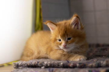 Maine Coon kitten 1 month. Charming beautiful cat boy. The thoroughbred Maine Coon kitten will conquer the heart of anyone. Cat color red ticked tabby D25