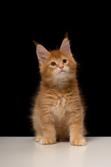 Obraz premium Maine Coon kitten 2 months. Purebred beautiful cat with big tassels. Maine Coon on a white table and black background. Cat color red ticked tabby D25