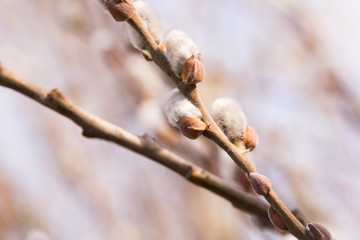 blooming fluffy shoots on willow branches in spring