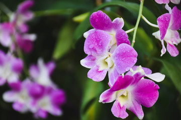 lilac flowers in the garden