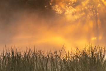 Fototapeta premium sunset in the field