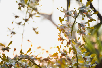 autumn leaves on a tree