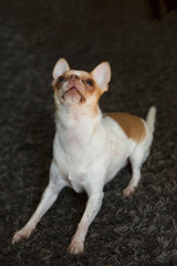 Chihuahua dog is sitting on the carpet. The dog is looking up.