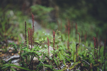 Routeburn Track, Fiordland National Park, New Zealand
ルートバーントラック, フィヨルドランド国立公園, ニュージーランド