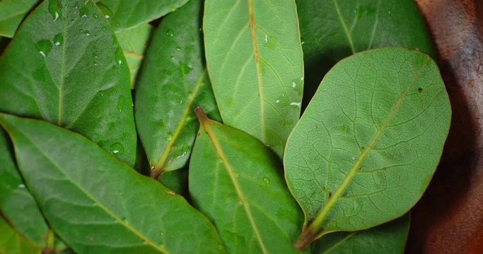 Bay leaf on plate slowly rotates.