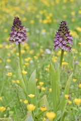 Orchidées pyramidale