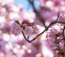 Kirschblüten