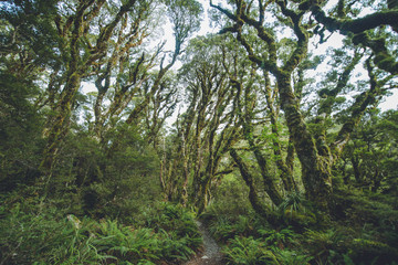 Routeburn Track, Fiordland National Park, New Zealand
ルートバーントラック, フィヨルドランド国立公園, ニュージーランド
