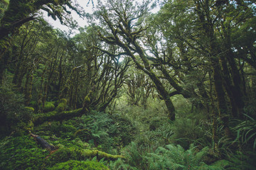 Routeburn Track, Fiordland National Park, New Zealand
ルートバーントラック, フィヨルドランド国立公園, ニュージーランド