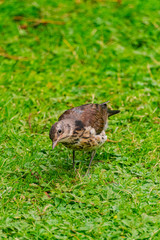  song thrush, (Turdus philomelos), on green grass surface