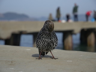 Ave en San Francisco