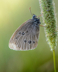 Obraz premium Small butterfly with brown wings sits on spikelet of grass
