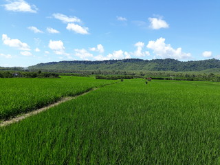 rice field in Indonesia