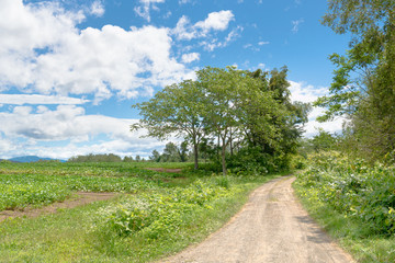 夏の田舎道 / 北海道ニセコ町