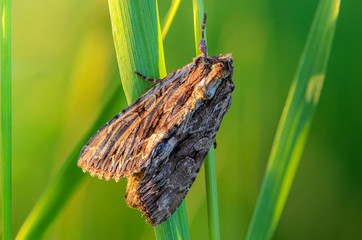 Brown butterfly with folded wings sits on a grass stem