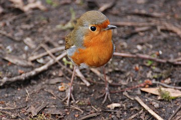 robin on the ground