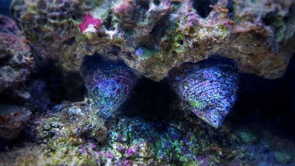 Close up image of saltwater snail invertebrate sea creature