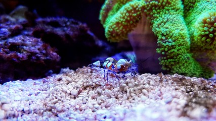 Glass Anemone Shrimp - (Periclimenes brevicarpalis) 