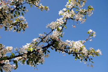 Flowering branches with white blossoms against a deep blue sky