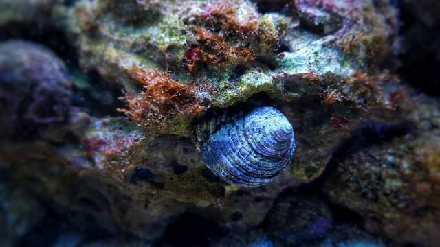 Close up image of saltwater snail invertebrate sea creature