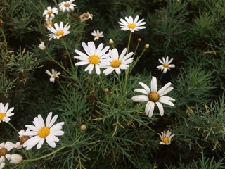 daisies in the garden