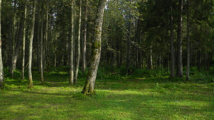 Summer forest, founded while travelling 