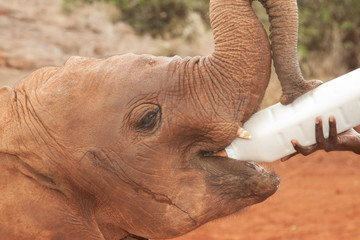 Milk guzzling elephant