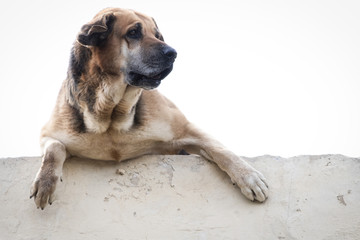guard dog looking over a wall. white background.