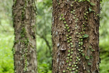 Lemmaphyllum microphyllum climbing on the tree.