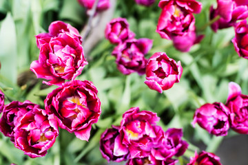 purple tulips in the garden