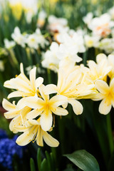 spring lilies in the garden