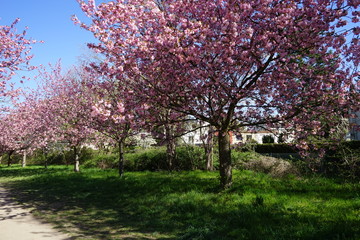 Blühende japanische Kirschbäume am Berliner Mauerweg in Teltow