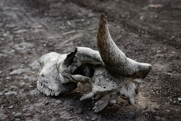 skull of a bull