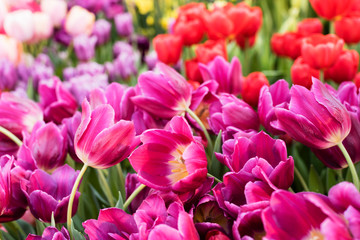 Fototapeta premium pink tulips in the garden