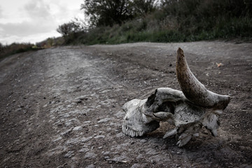 skull on the road